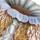 Behang / Natural History tapéta