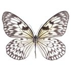 Behang / Natural History tapéta