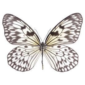 Behang / Natural History tapéta