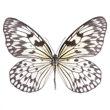 Behang / Natural History tapéta