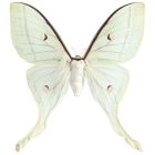 Behang / Natural History tapéta