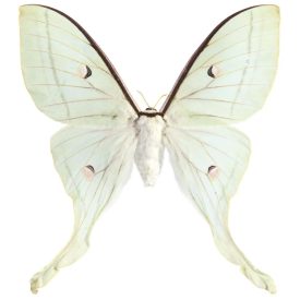 Behang / Natural History tapéta