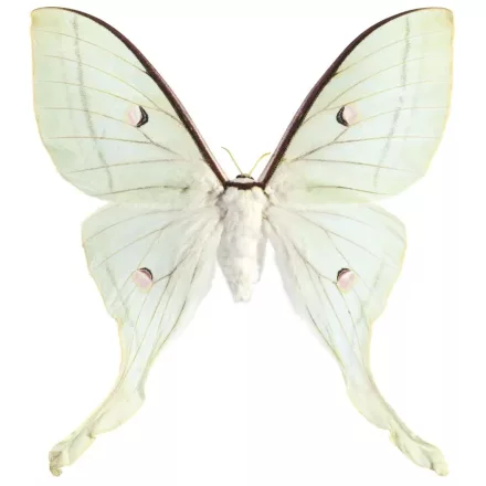 Behang / Natural History tapéta