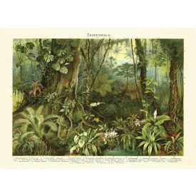 Behang / Natural History tapéta