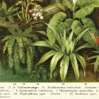 Behang / Natural History tapéta