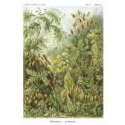 Behang / Natural History tapéta