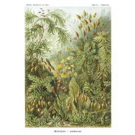 Behang / Natural History tapéta