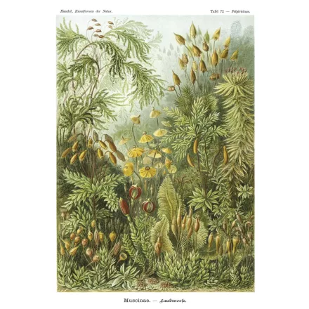 Behang / Natural History tapéta