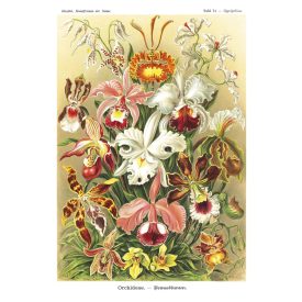 Behang / Natural History tapéta