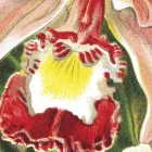 Behang / Natural History tapéta