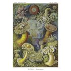 Behang / Natural History tapéta