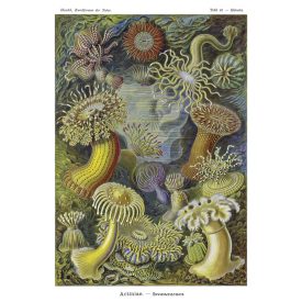 Behang / Natural History tapéta