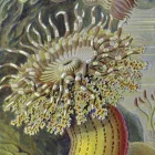 Behang / Natural History tapéta