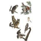 Behang / Natural History tapéta