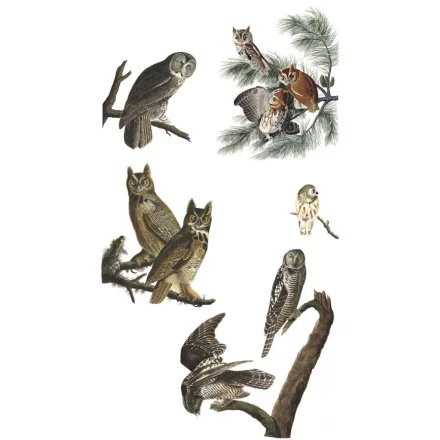 Behang / Natural History tapéta