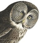 Behang / Natural History tapéta