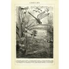 Behang / Natural History tapéta