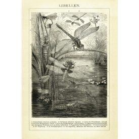 Behang / Natural History tapéta