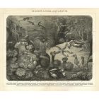 Behang / Natural History tapéta