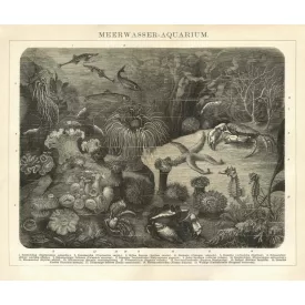 Behang / Natural History tapéta