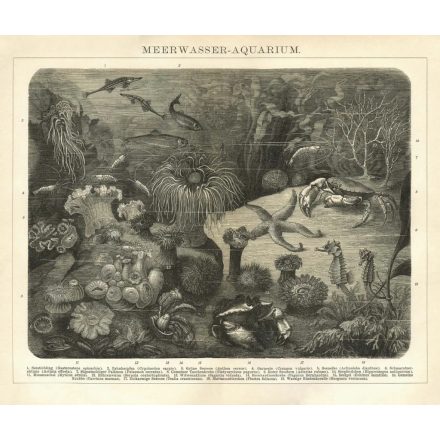 Behang / Natural History tapéta