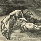 Behang / Natural History tapéta