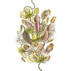 Behang / Natural History tapéta