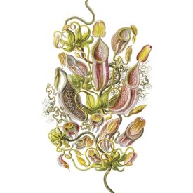 Behang / Natural History tapéta