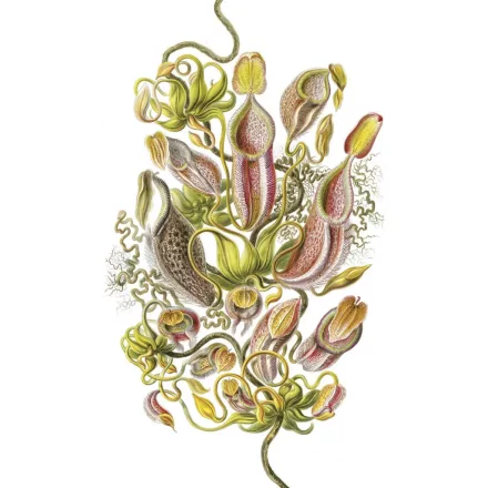 Behang / Natural History tapéta