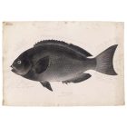 Behang / Natural History tapéta