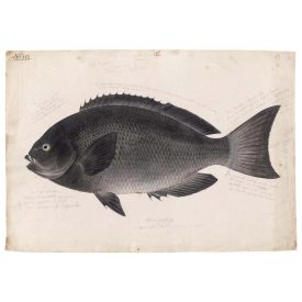 Behang / Natural History tapéta