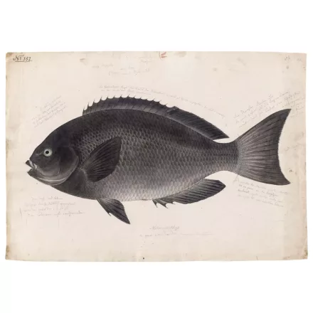 Behang / Natural History tapéta