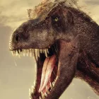 Behang / Natural History tapéta