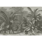 Behang / Natural History tapéta