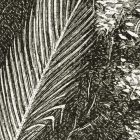 Behang / Natural History tapéta