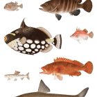 Behang / Natural History tapéta