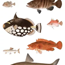 Behang / Natural History tapéta