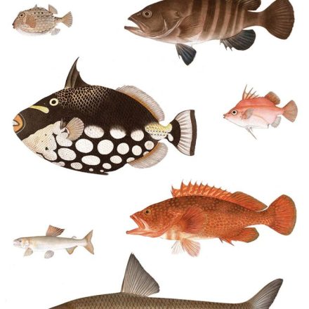 Behang / Natural History tapéta