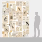 Behang / Natural History tapéta