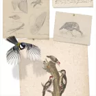 Behang / Natural History tapéta