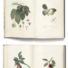 Behang / Natural History tapéta