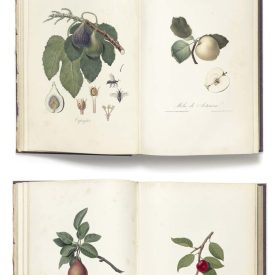 Behang / Natural History tapéta