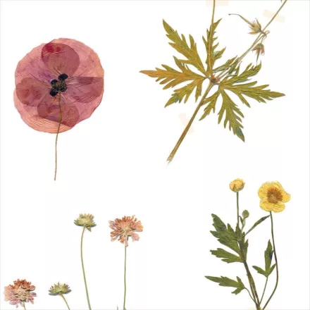 Behang / Natural History tapéta