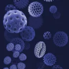 Behang / Natural History tapéta