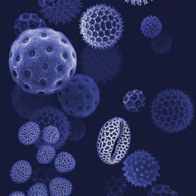 Behang / Natural History tapéta