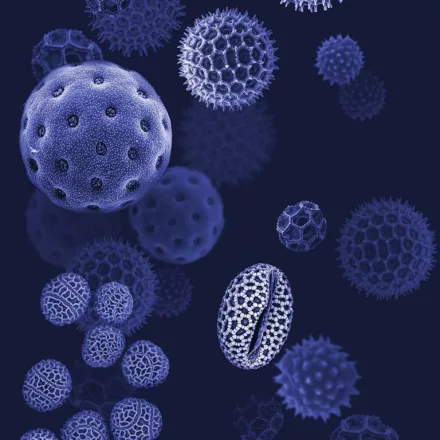 Behang / Natural History tapéta