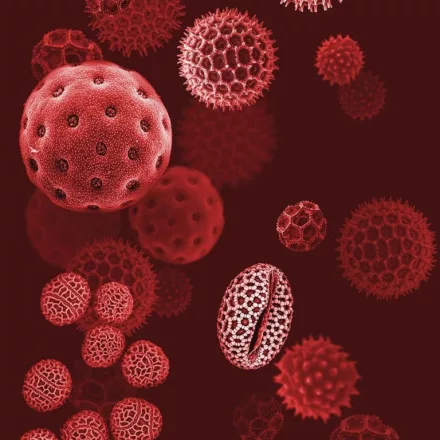 Behang / Natural History tapéta