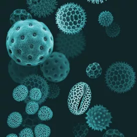 Behang / Natural History tapéta