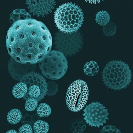 Behang / Natural History tapéta