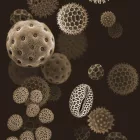 Behang / Natural History tapéta